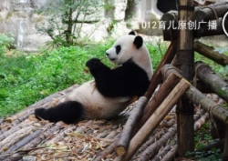 小孟讲故事 | 第27期：孤独的熊猫咪咪