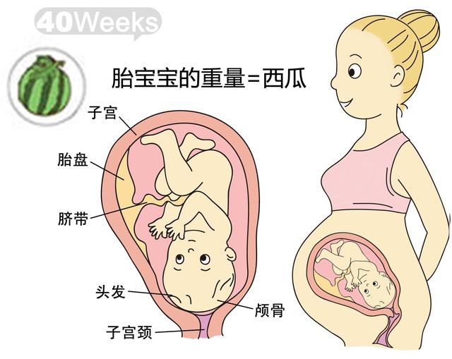 孕期1-40周,图解胎儿到底有多大?