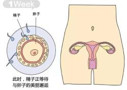 孕期1-40周，图解胎儿到底有多大？
