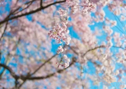 扬州的春天，怎能不赏樱花？
